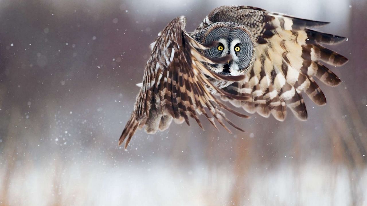 Wallpaper owl, flying, bird, predator