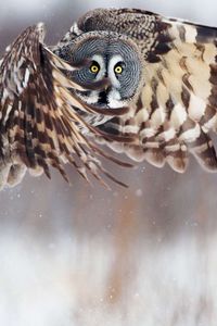 Preview wallpaper owl, flying, bird, predator