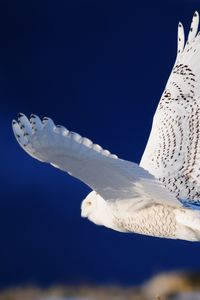 Preview wallpaper owl, flying, bird, predator