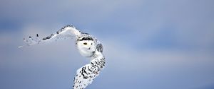 Preview wallpaper owl, flying, bird, white, predator