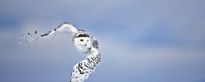 Preview wallpaper owl, flying, bird, white, predator
