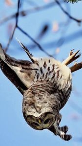 Preview wallpaper owl, flying, sky, branch