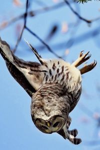 Preview wallpaper owl, flying, sky, branch