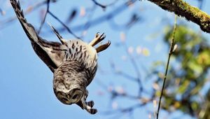 Preview wallpaper owl, flying, sky, branch