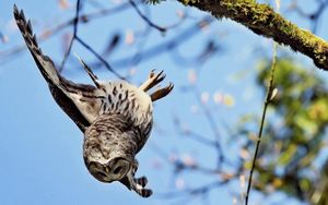 Preview wallpaper owl, flying, sky, branch