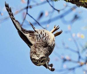 Preview wallpaper owl, flying, sky, branch