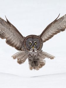 Preview wallpaper owl, flying, snow, wings, flap