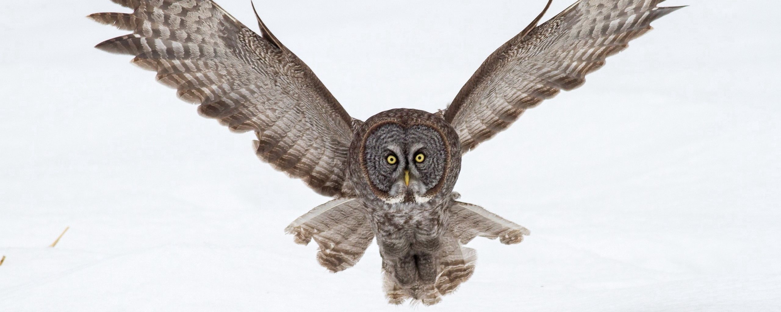 Download wallpaper 2560x1024 owl, flying, snow, wings, flap ultrawide ...