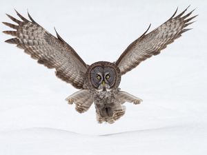 Preview wallpaper owl, flying, snow, wings, flap