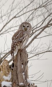 Preview wallpaper owl, forest, winter, wood