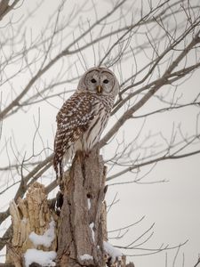 Preview wallpaper owl, forest, winter, wood