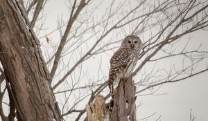 Preview wallpaper owl, forest, winter, wood