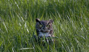Preview wallpaper owl, glance, beak, bird, grass