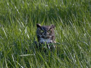 Preview wallpaper owl, glance, beak, bird, grass