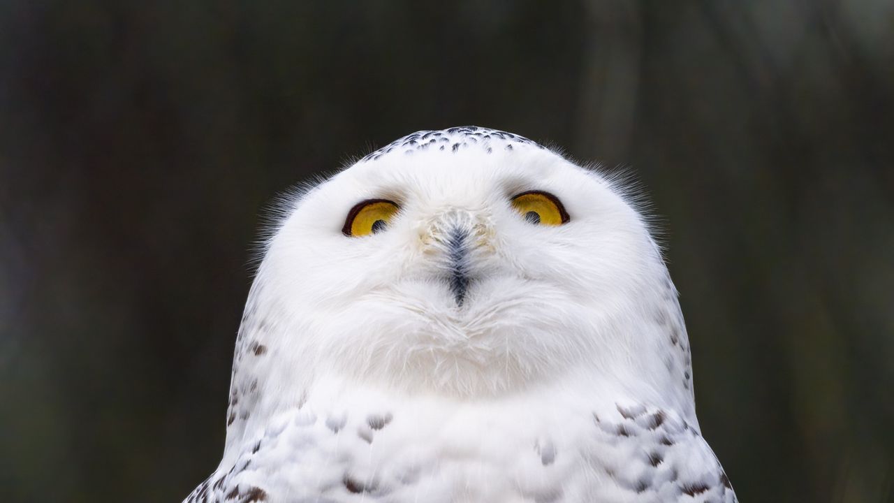 Wallpaper owl, glance, bird, funny, wildlife hd, picture, image