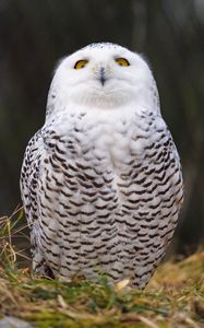 Preview wallpaper owl, glance, bird, funny, wildlife