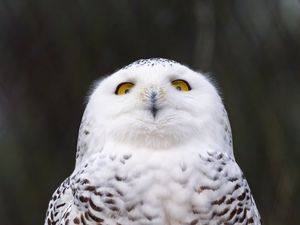 Preview wallpaper owl, glance, bird, funny, wildlife