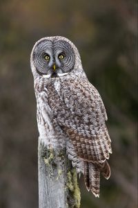 Preview wallpaper owl, glance, bird, wildlife