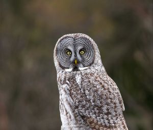 Preview wallpaper owl, glance, bird, wildlife