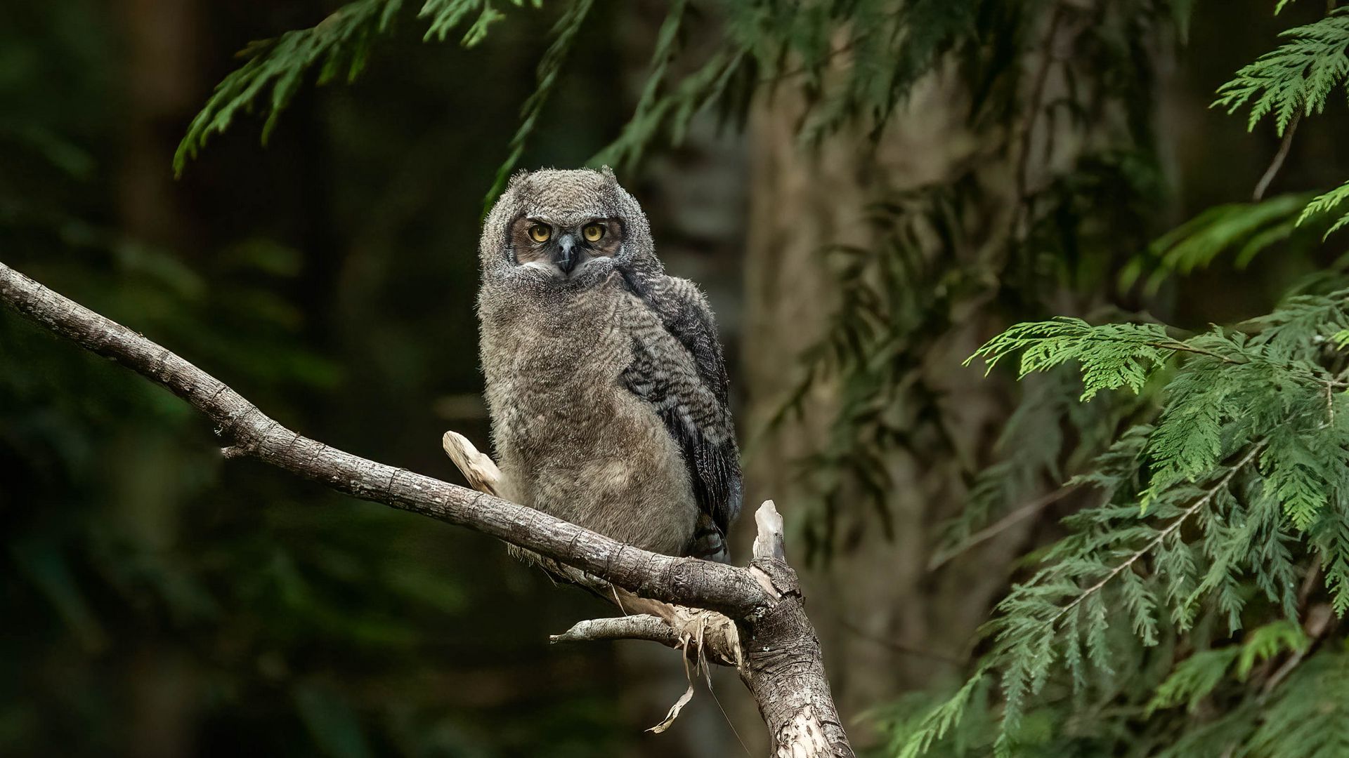 Download wallpaper 1920x1080 owl, glance, tree, branch, wildlife full ...