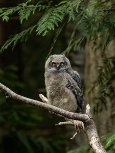 Preview wallpaper owl, glance, tree, branch, wildlife