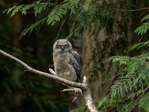 Preview wallpaper owl, glance, tree, branch, wildlife