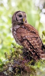 Preview wallpaper owl, grass, bird, predator