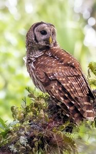Preview wallpaper owl, grass, bird, predator