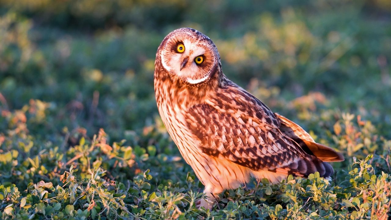 Wallpaper owl, grass, eyes, light, predator