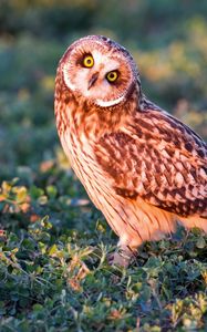 Preview wallpaper owl, grass, eyes, light, predator