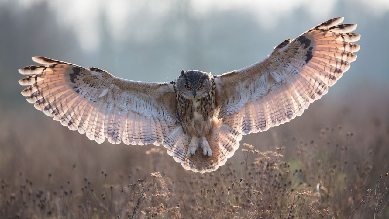 Wallpaper owl, grass, flying, wings, flap