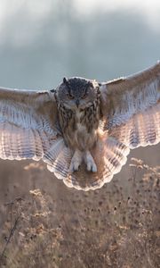 Preview wallpaper owl, grass, flying, wings, flap