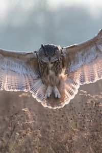 Preview wallpaper owl, grass, flying, wings, flap