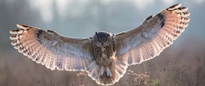 Preview wallpaper owl, grass, flying, wings, flap