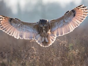 Preview wallpaper owl, grass, flying, wings, flap