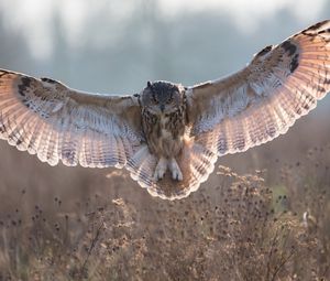 Preview wallpaper owl, grass, flying, wings, flap