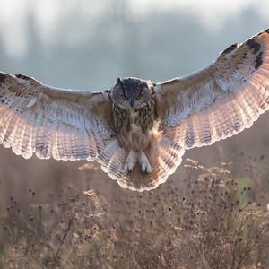 Preview wallpaper owl, grass, flying, wings, flap