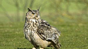 Preview wallpaper owl, grass, predator, bird