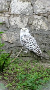 Preview wallpaper owl, grass, rocks, bird, predator