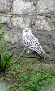 Preview wallpaper owl, grass, rocks, bird, predator