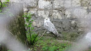 Preview wallpaper owl, grass, rocks, bird, predator