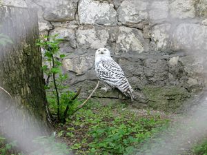 Preview wallpaper owl, grass, rocks, bird, predator
