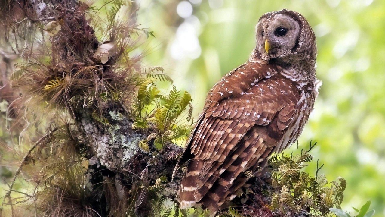 Wallpaper owl, grass, tree, bird, predator