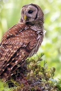 Preview wallpaper owl, grass, tree, bird, predator