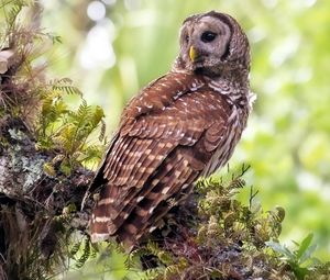 Preview wallpaper owl, grass, tree, bird, predator