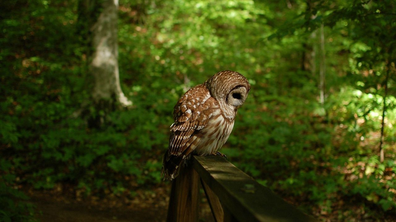 Wallpaper owl, grass, wood, shade