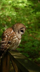 Preview wallpaper owl, grass, wood, shade