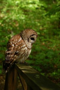 Preview wallpaper owl, grass, wood, shade