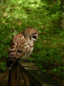 Preview wallpaper owl, grass, wood, shade