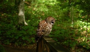 Preview wallpaper owl, grass, wood, shade